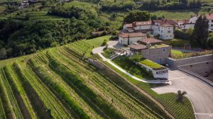 Medot i vinogradi