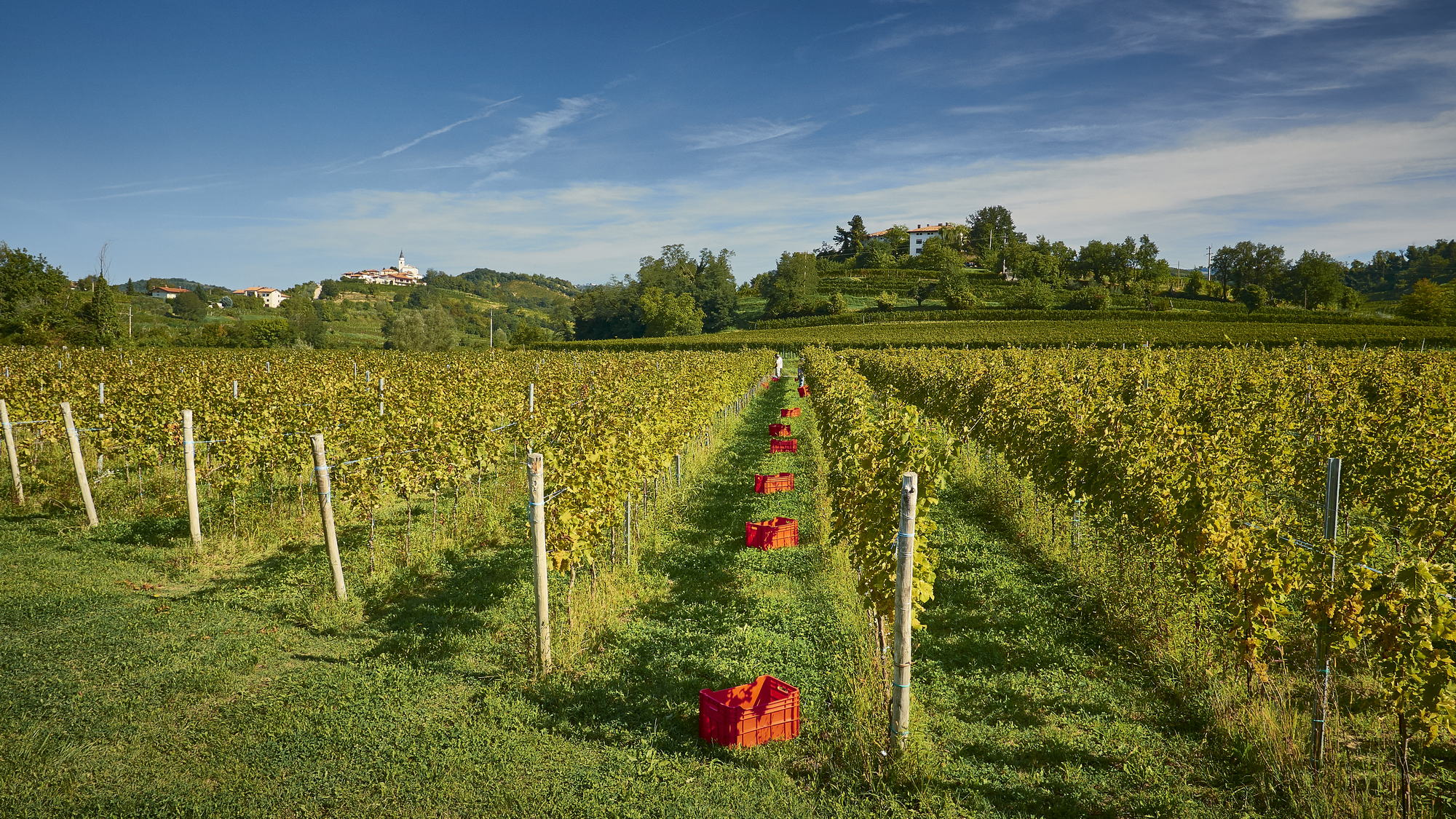 Vinograd Kabaj u vrijeme berbe