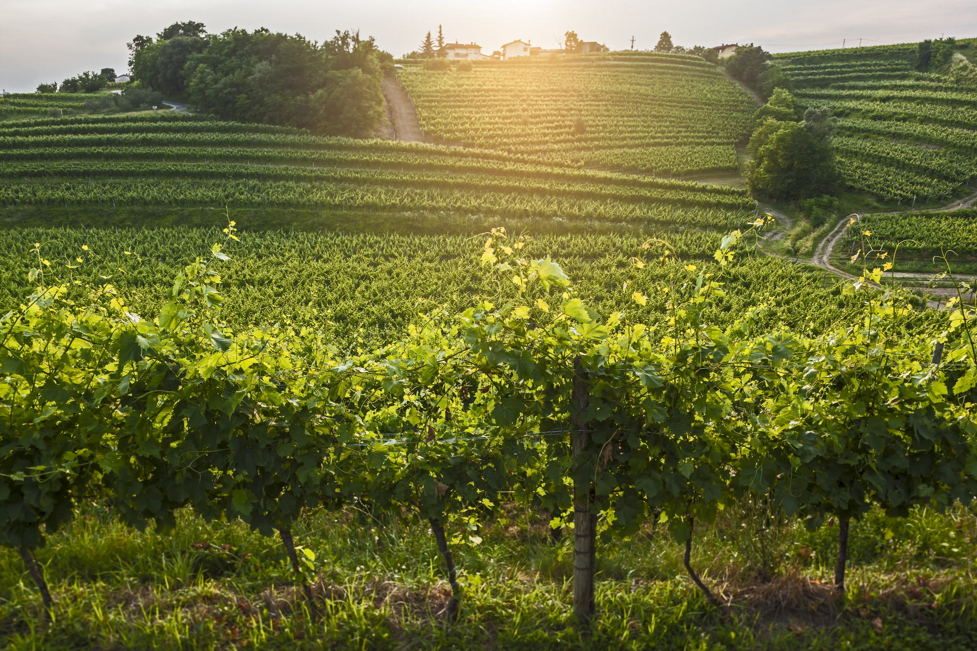 Kabajevi vinogradi u Goriškim brdima
