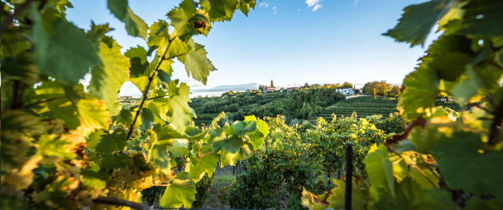 Vinogradi Goriških brda