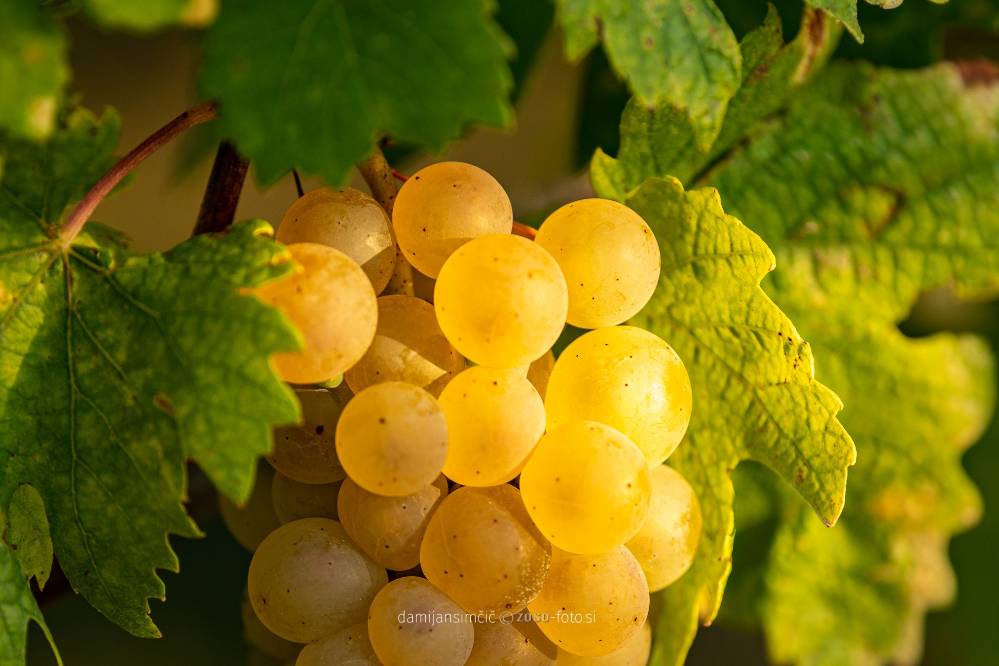 Opoka rebula u vinogradu Kleti Brda